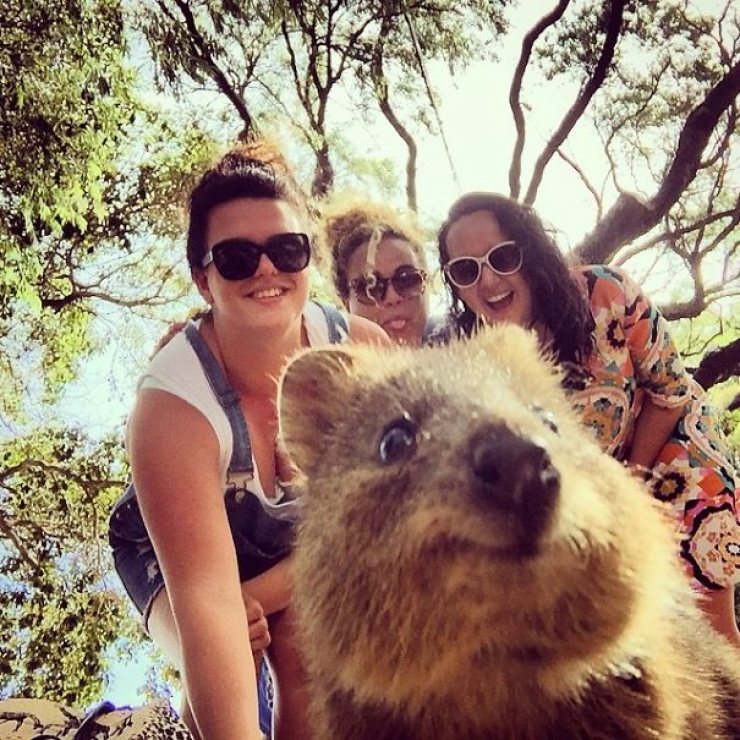 Illustration de l'article : Faire un selfie avec un quokka, c'est la derni&egrave;re tendance en Australie