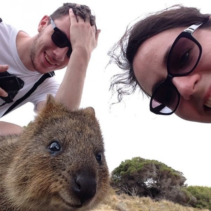 Illustration de l'article : Faire un selfie avec un quokka, c'est la derni&egrave;re tendance en Australie