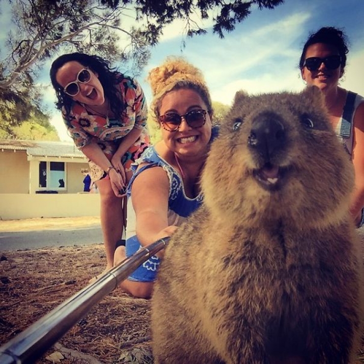 Illustration de l'article : Faire un selfie avec un quokka, c'est la derni&egrave;re tendance en Australie