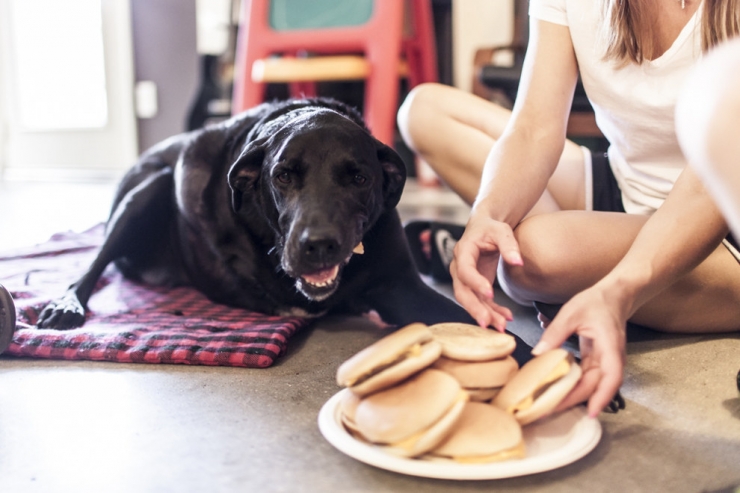 Illustration de l'article : Elle apprend que son chien a une tumeur inop&eacute;rable et lui fait vivre quelques chose de magique !