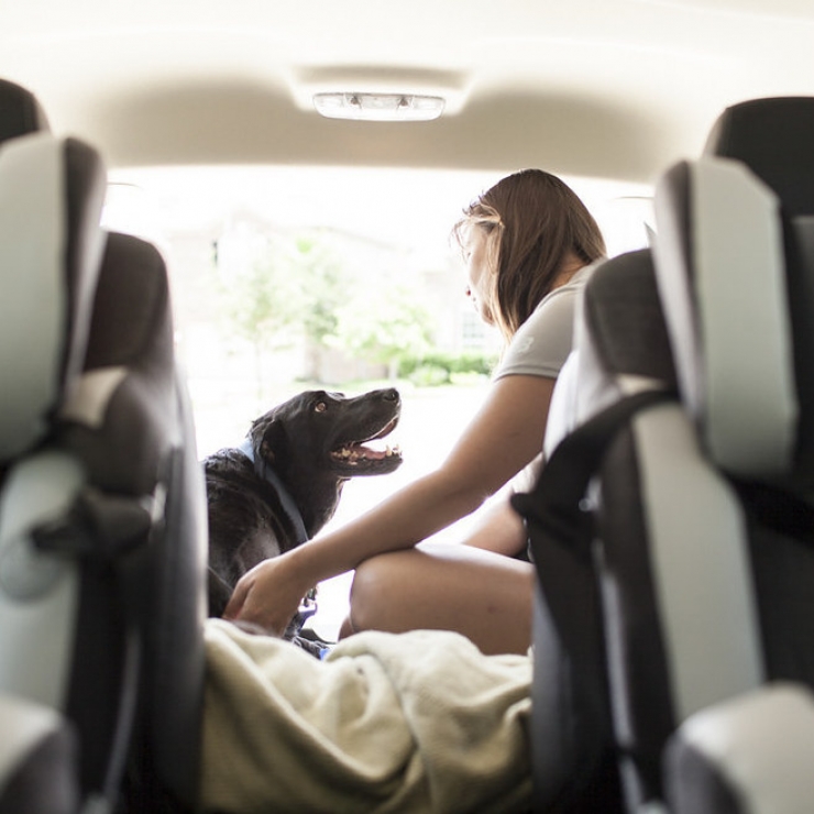Illustration de l'article : Elle apprend que son chien a une tumeur inop&eacute;rable et lui fait vivre quelques chose de magique !