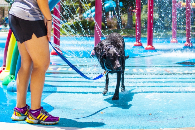 Illustration de l'article : Elle apprend que son chien a une tumeur inop&eacute;rable et lui fait vivre quelques chose de magique !