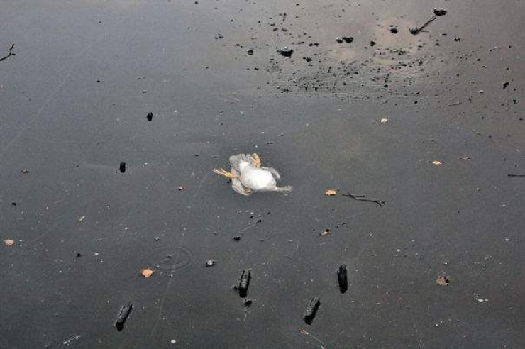 Illustration de l'article : Voici 20 &eacute;v&eacute;nements incroyables qui vous redonneront foi en l'humanit&eacute; !