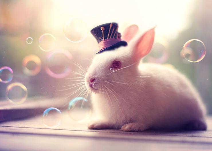 Illustration de l'article : Les mod&egrave;les pr&eacute;f&eacute;r&eacute;s de ce photographe bangladais ont de longues oreilles et beaucoup de charme (16 photos)