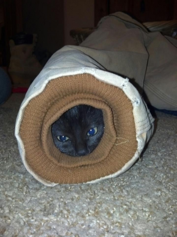 Illustration de l'article : Ces 15 chats qui ont le chic pour se mettre dans des situations d&eacute;licates