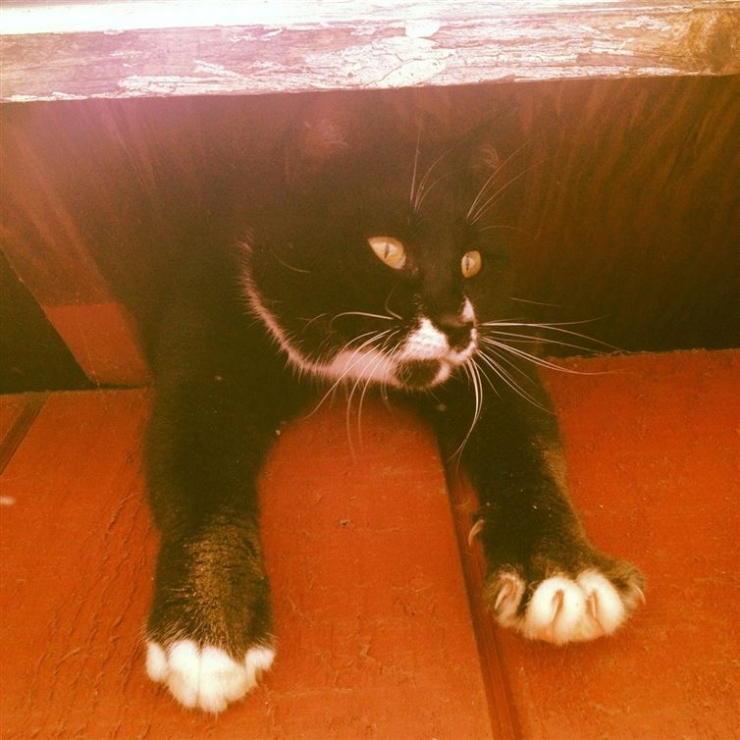 Illustration de l'article : Ces 15 chats qui ont le chic pour se mettre dans des situations d&eacute;licates