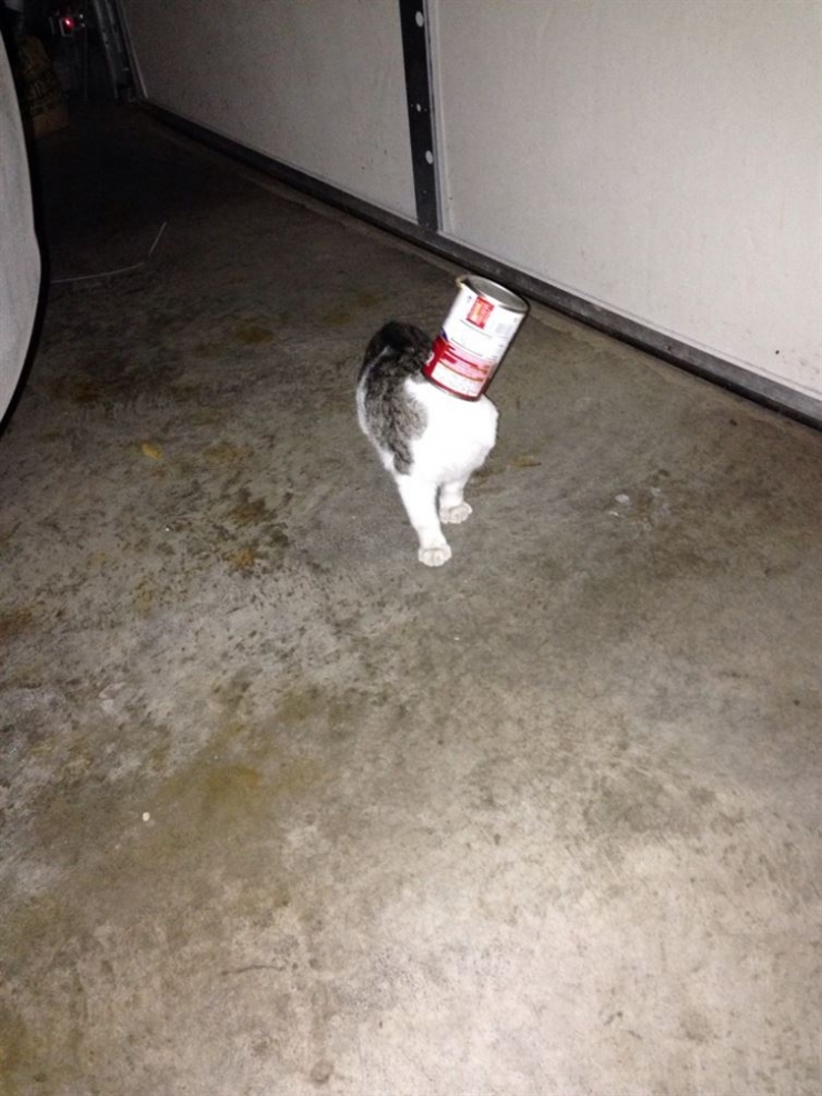 Illustration de l'article : Ces 15 chats qui ont le chic pour se mettre dans des situations d&eacute;licates