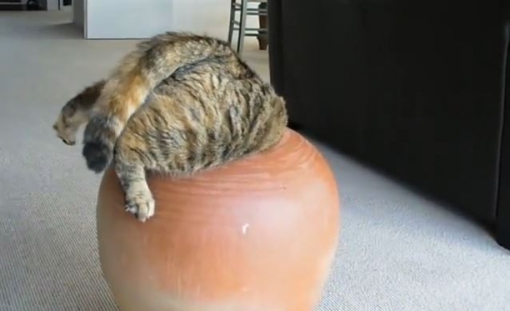 Illustration de l'article : Ces 15 chats qui ont le chic pour se mettre dans des situations d&eacute;licates