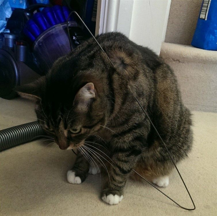 Illustration de l'article : Ces 15 chats qui ont le chic pour se mettre dans des situations d&eacute;licates