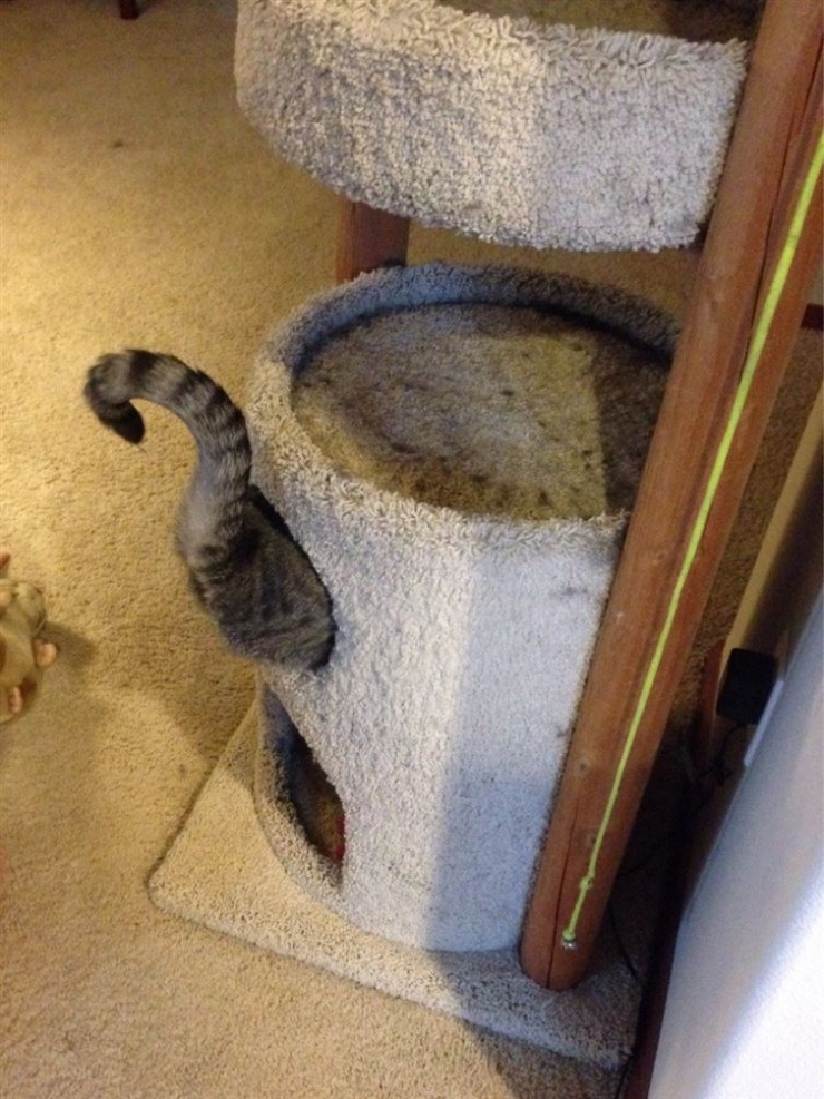 Illustration de l'article : Ces 15 chats qui ont le chic pour se mettre dans des situations d&eacute;licates