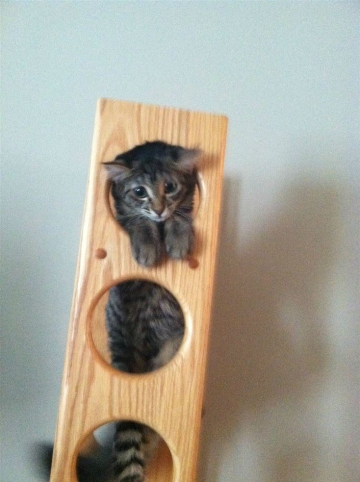 Illustration de l'article : Ces 15 chats qui ont le chic pour se mettre dans des situations d&eacute;licates