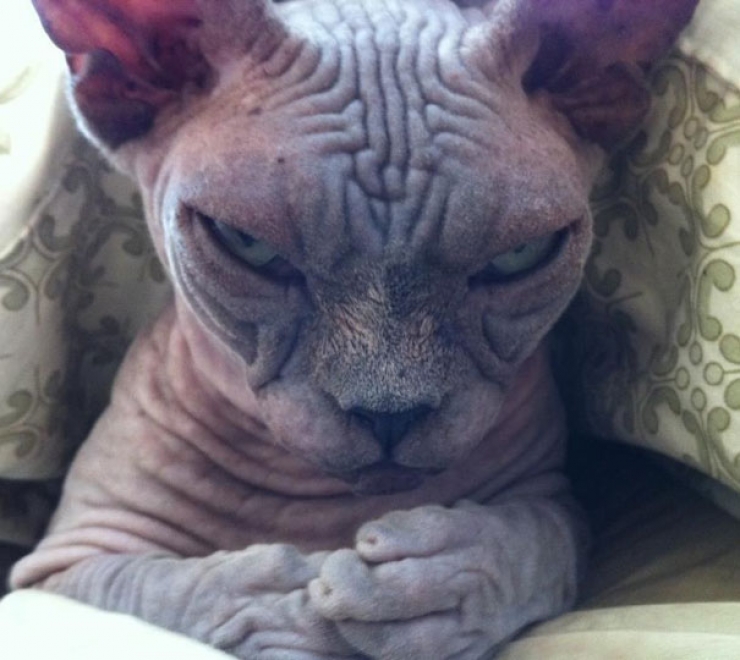 Illustration de l'article : 17 chats qui semblent avoir des projets sinistres plein la t&ecirc;te