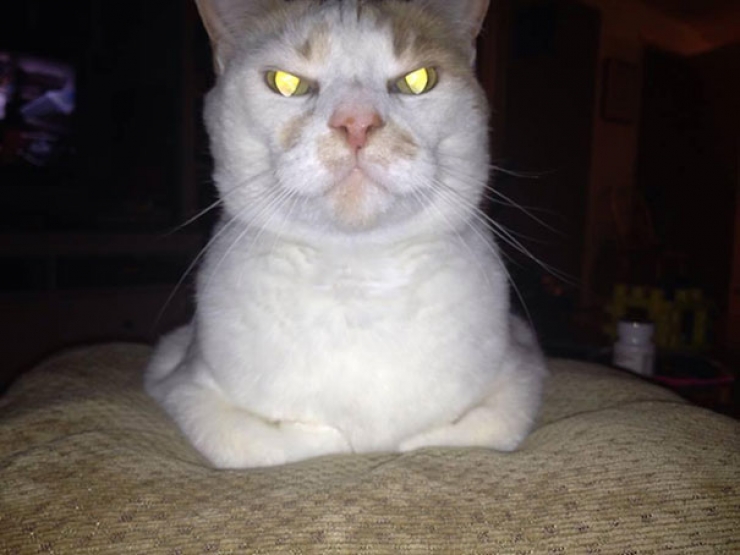 Illustration de l'article : 17 chats qui semblent avoir des projets sinistres plein la t&ecirc;te