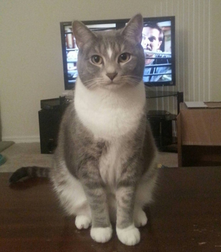 Illustration de l'article : 17 chats qui ne veulent pas partager la télévision