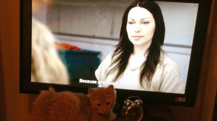 Illustration de l'article : 17 chats qui ne veulent pas partager la télévision