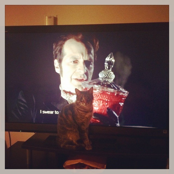 Illustration de l'article : 17 chats qui ne veulent pas partager la télévision