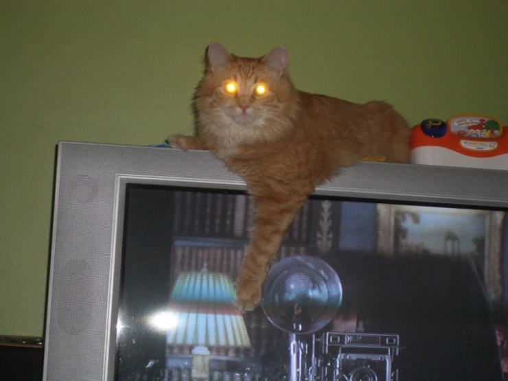 Illustration de l'article : 17 chats qui ne veulent pas partager la télévision