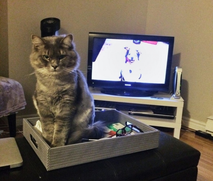 Illustration de l'article : 17 chats qui ne veulent pas partager la télévision