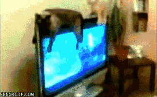 Illustration de l'article : 17 chats qui ne veulent pas partager la télévision