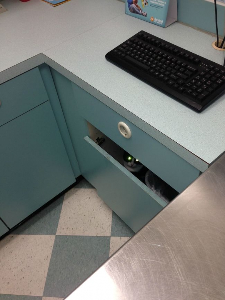 Illustration de l'article : Ces 15 animaux n'ont pas l'intention de rester une seconde de plus chez le v&eacute;t&eacute;rinaire...