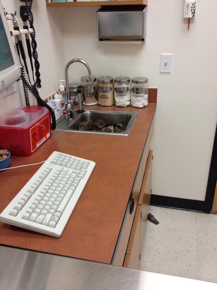 Illustration de l'article : Ces 15 animaux n'ont pas l'intention de rester une seconde de plus chez le v&eacute;t&eacute;rinaire...