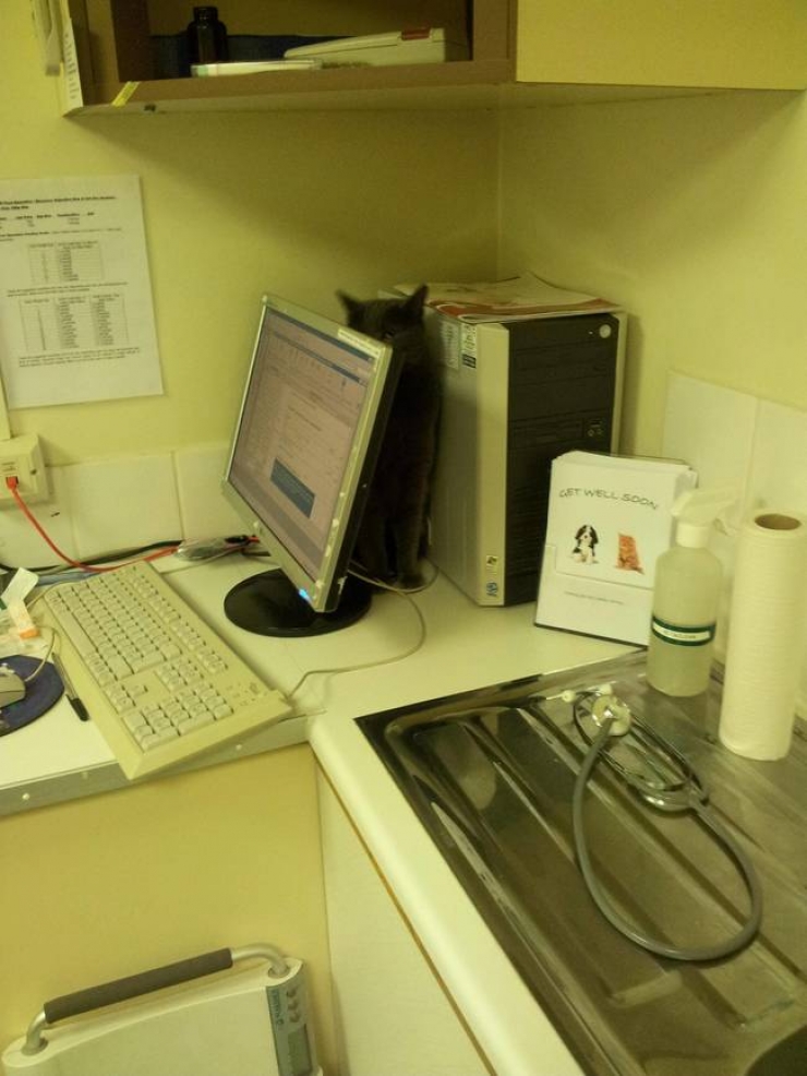 Illustration de l'article : Ces 15 animaux n'ont pas l'intention de rester une seconde de plus chez le v&eacute;t&eacute;rinaire...