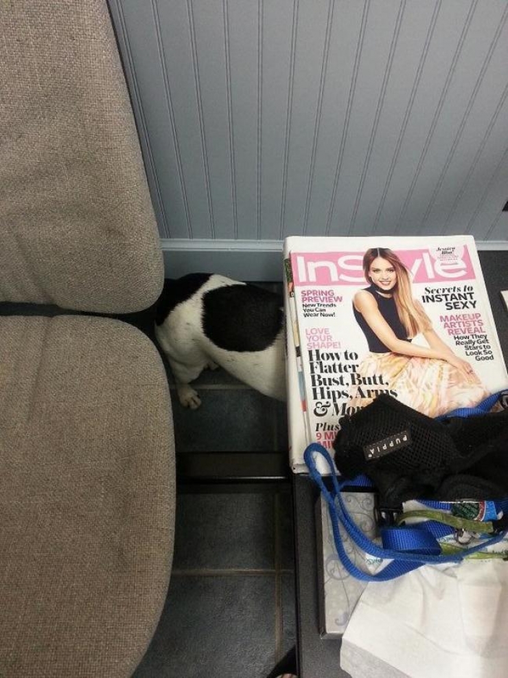 Illustration de l'article : Ces 15 animaux n'ont pas l'intention de rester une seconde de plus chez le v&eacute;t&eacute;rinaire...