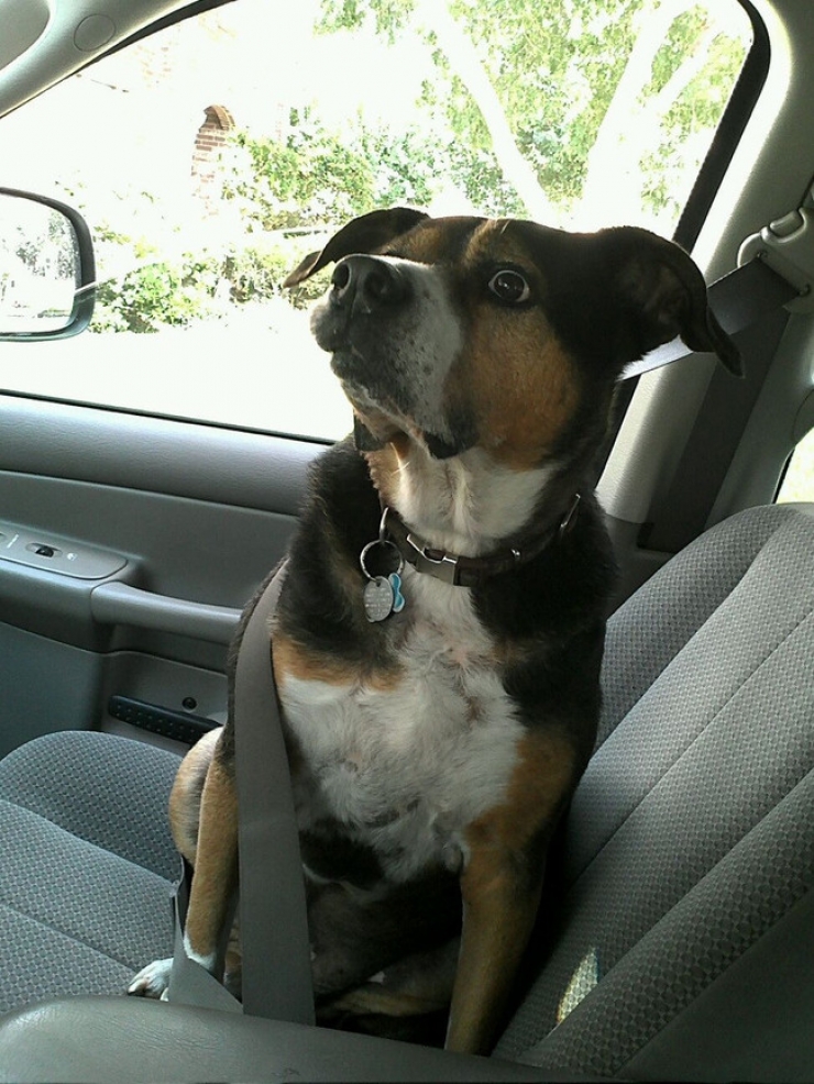 Illustration de l'article : Ces 15 animaux n'ont pas l'intention de rester une seconde de plus chez le v&eacute;t&eacute;rinaire...