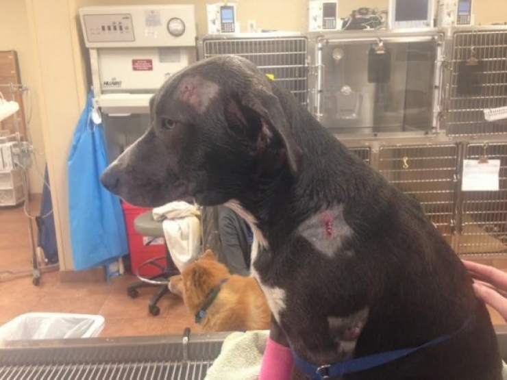 Illustration de l'article : Les blessures de ce chien super-h&eacute;ros prouvent qu'il est bel et bien le meilleur ami de l'homme...