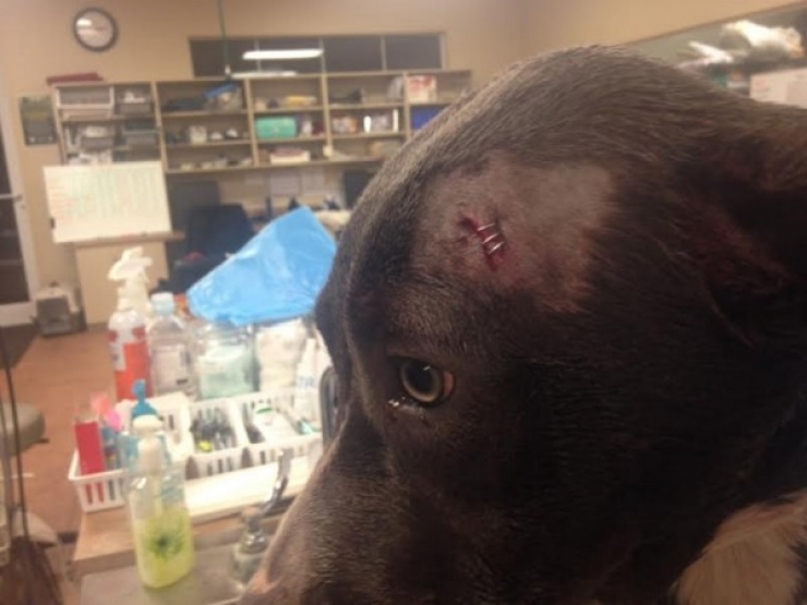 Illustration de l'article : Les blessures de ce chien super-h&eacute;ros prouvent qu'il est bel et bien le meilleur ami de l'homme...