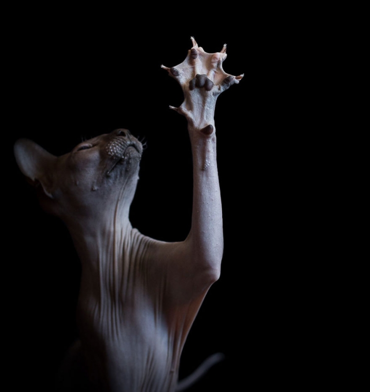 Illustration de l'article : Elle capture la "beauté nue" des chats sphynx en les prenant en photo