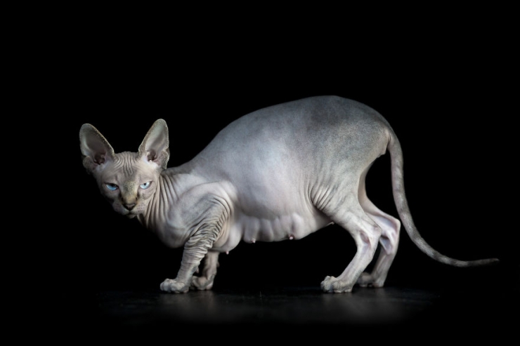 Illustration de l'article : Elle capture la "beauté nue" des chats sphynx en les prenant en photo