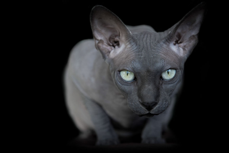 Illustration de l'article : Elle capture la "beauté nue" des chats sphynx en les prenant en photo