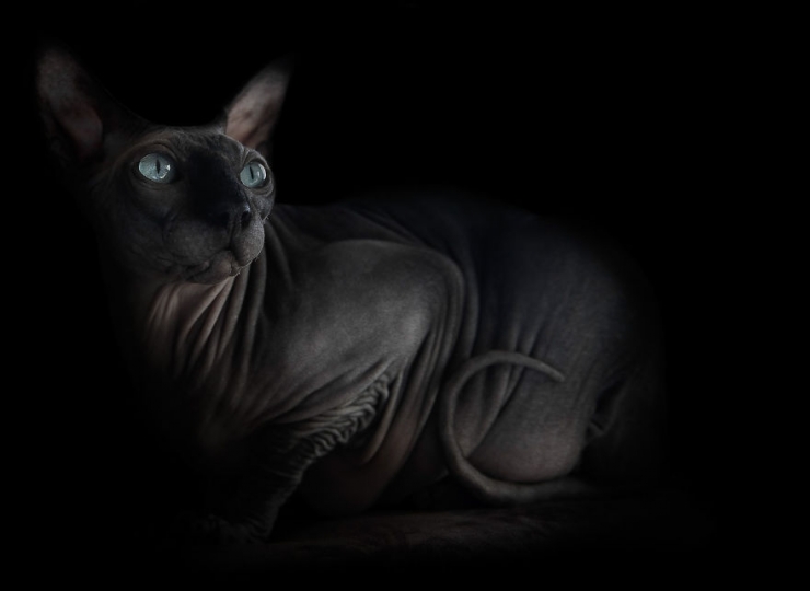 Illustration de l'article : Elle capture la "beauté nue" des chats sphynx en les prenant en photo
