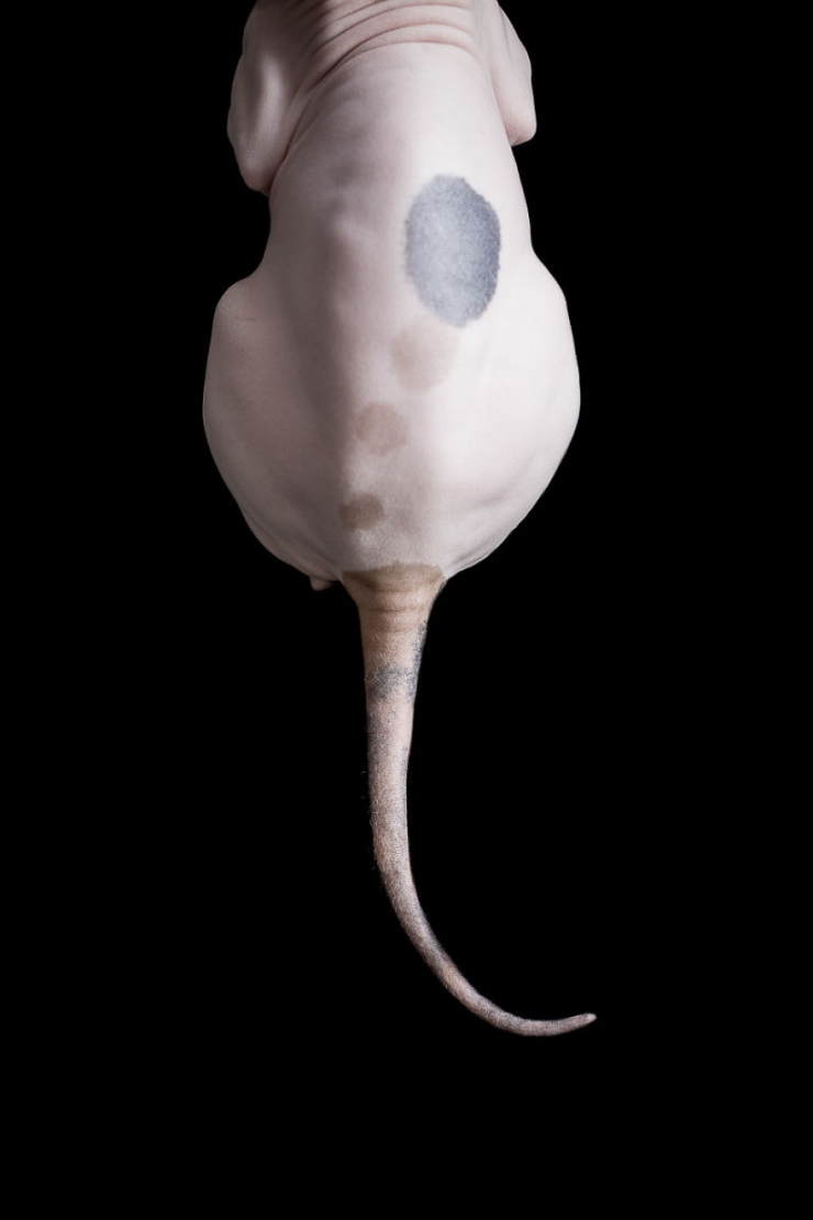 Illustration de l'article : Elle capture la "beauté nue" des chats sphynx en les prenant en photo