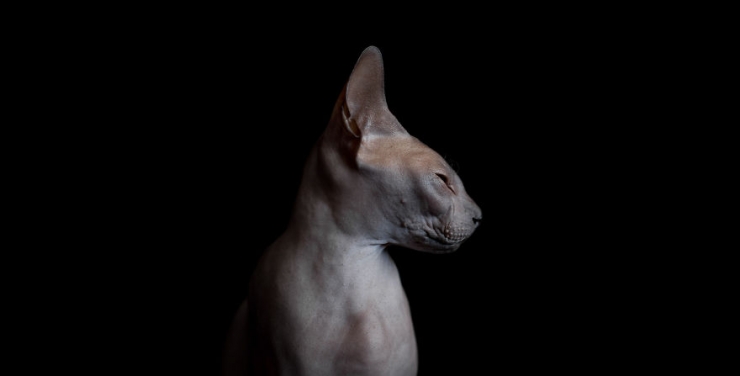 Illustration de l'article : Elle capture la "beauté nue" des chats sphynx en les prenant en photo