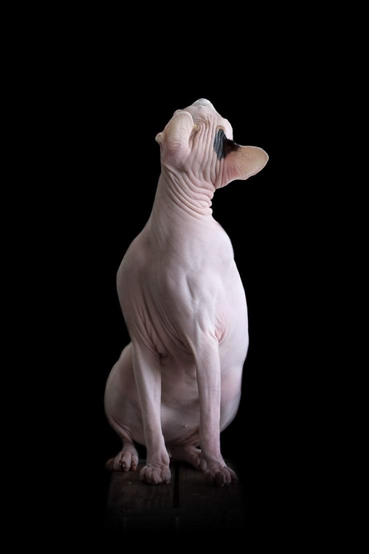 Illustration de l'article : Elle capture la "beauté nue" des chats sphynx en les prenant en photo