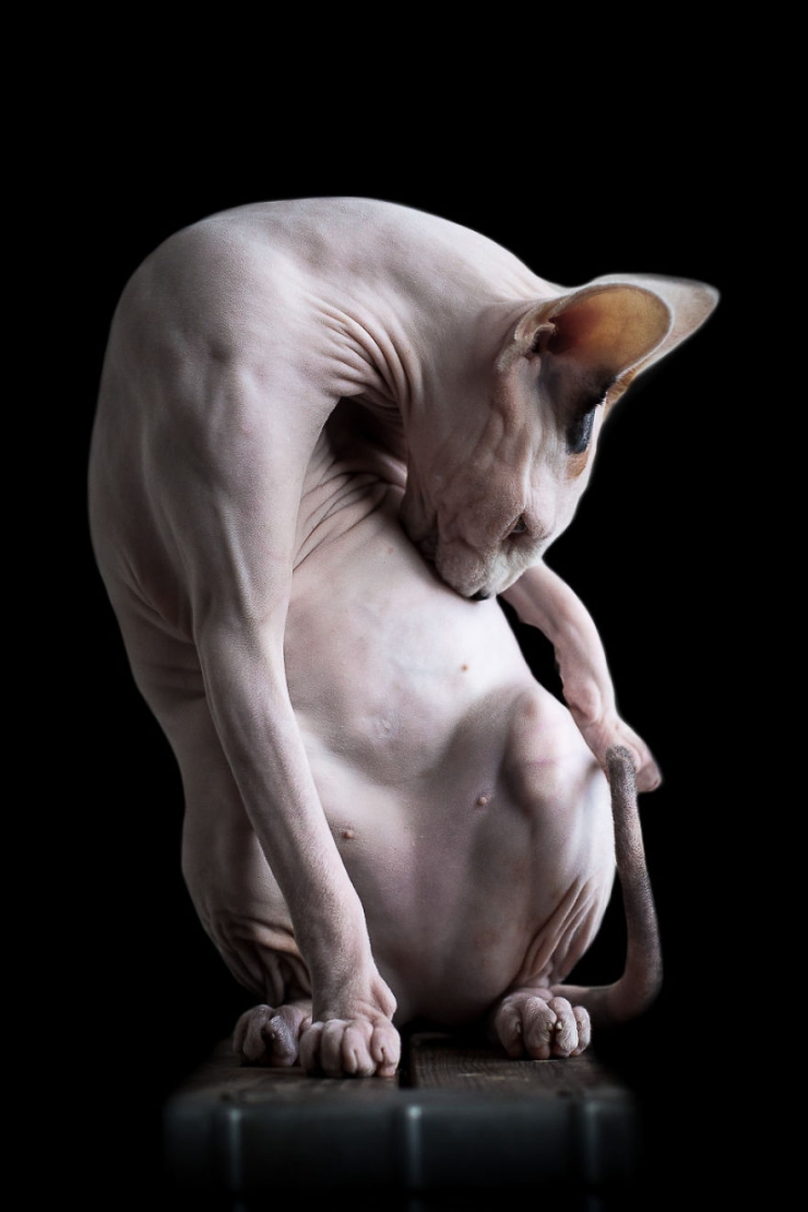 Illustration de l'article : Elle capture la "beaut&eacute; nue" des chats sphynx en les prenant en photo