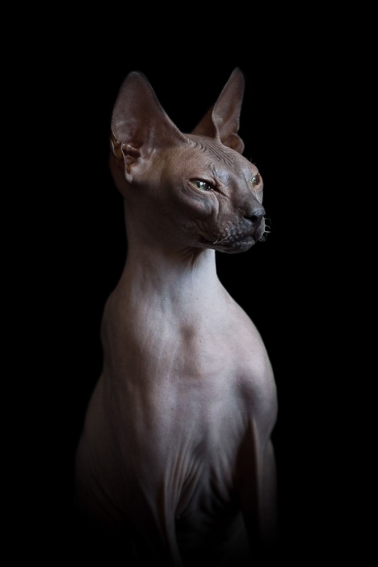 Illustration de l'article : Elle capture la "beauté nue" des chats sphynx en les prenant en photo