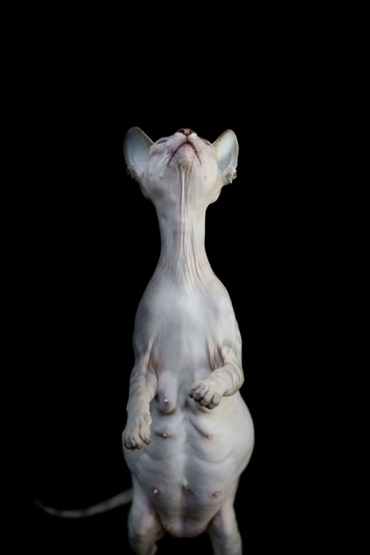 Illustration de l'article : Elle capture la "beauté nue" des chats sphynx en les prenant en photo