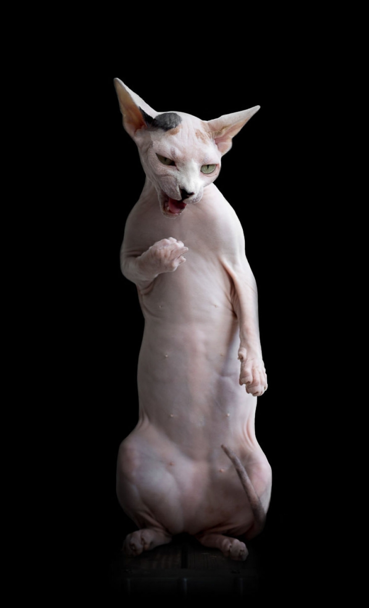 Illustration de l'article : Elle capture la "beauté nue" des chats sphynx en les prenant en photo