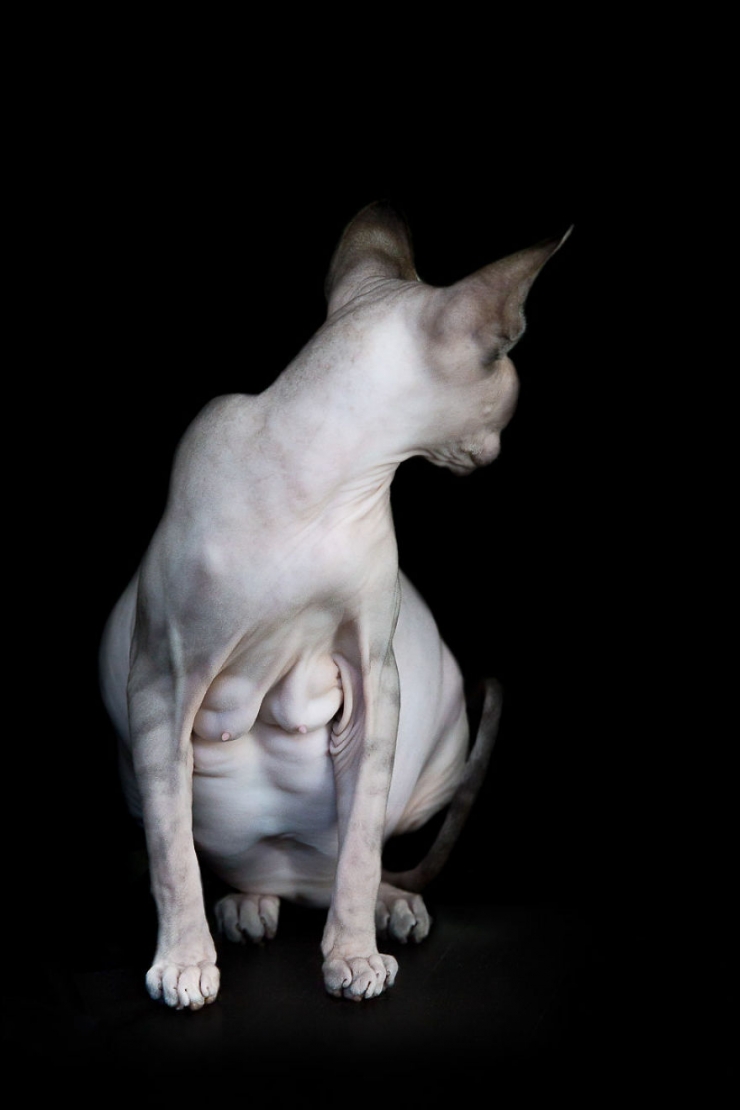 Illustration de l'article : Elle capture la "beauté nue" des chats sphynx en les prenant en photo