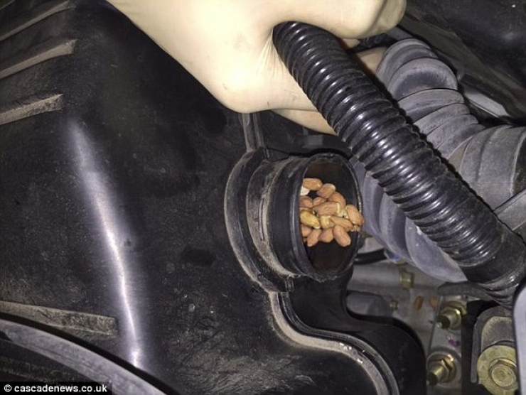 Illustration de l'article : Elle va au garage car sa voiture ne dépasse plus 65Km/h, voici ce qu'a découvert le mécano sous le capot...