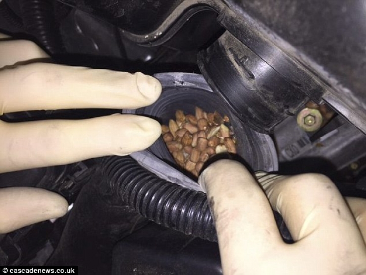 Illustration de l'article : Elle va au garage car sa voiture ne dépasse plus 65Km/h, voici ce qu'a découvert le mécano sous le capot...