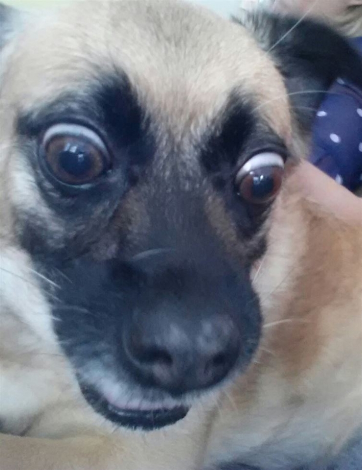 Illustration de l'article : Niveau selfie, les chiens s'en sortent plut&ocirc;t pas mal. La preuve avec ces 19 photos