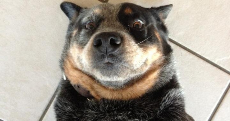 Illustration de l'article : Niveau selfie, les chiens s'en sortent plut&ocirc;t pas mal. La preuve avec ces 19 photos