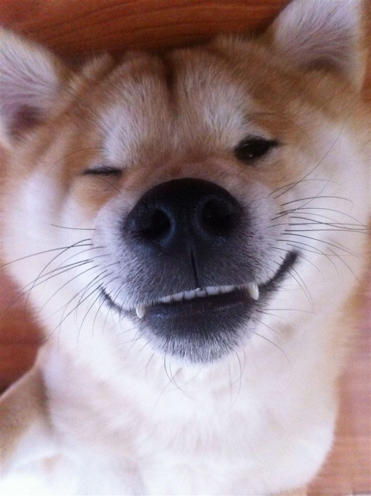 Illustration de l'article : Niveau selfie, les chiens s'en sortent plut&ocirc;t pas mal. La preuve avec ces 19 photos