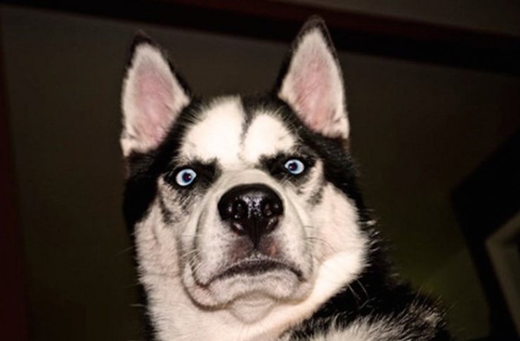 Illustration de l'article : Les 10 réactions hilarantes des chiens à qui on annonce qu'ils ont rendez-vous chez le véto. Tout se passe dans les yeux...