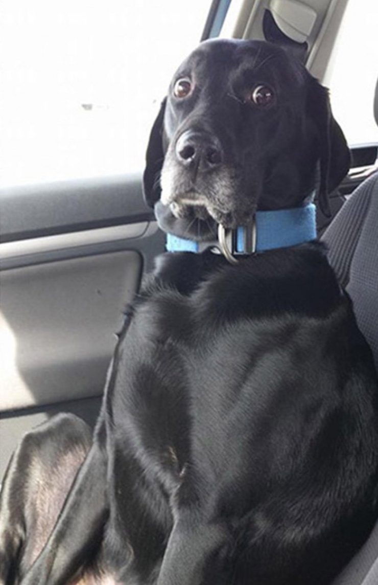 Illustration de l'article : Les 10 réactions hilarantes des chiens à qui on annonce qu'ils ont rendez-vous chez le véto. Tout se passe dans les yeux...