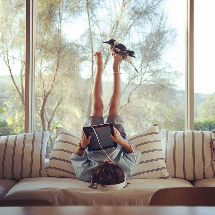 Illustration de l'article : Voici Penguin, la pie qui &eacute;gaye la vie de cette famille australienne. D&eacute;couvrez sa formidable histoire